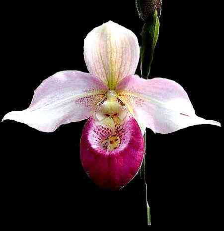 Phragmipedium Sedenii